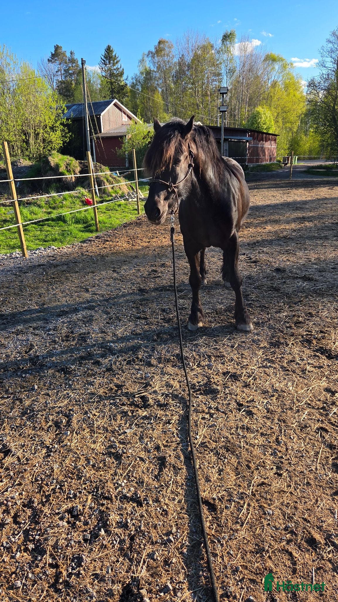  hästar Trygg allroundhäst med fantastiskt temperament  - Annons 2