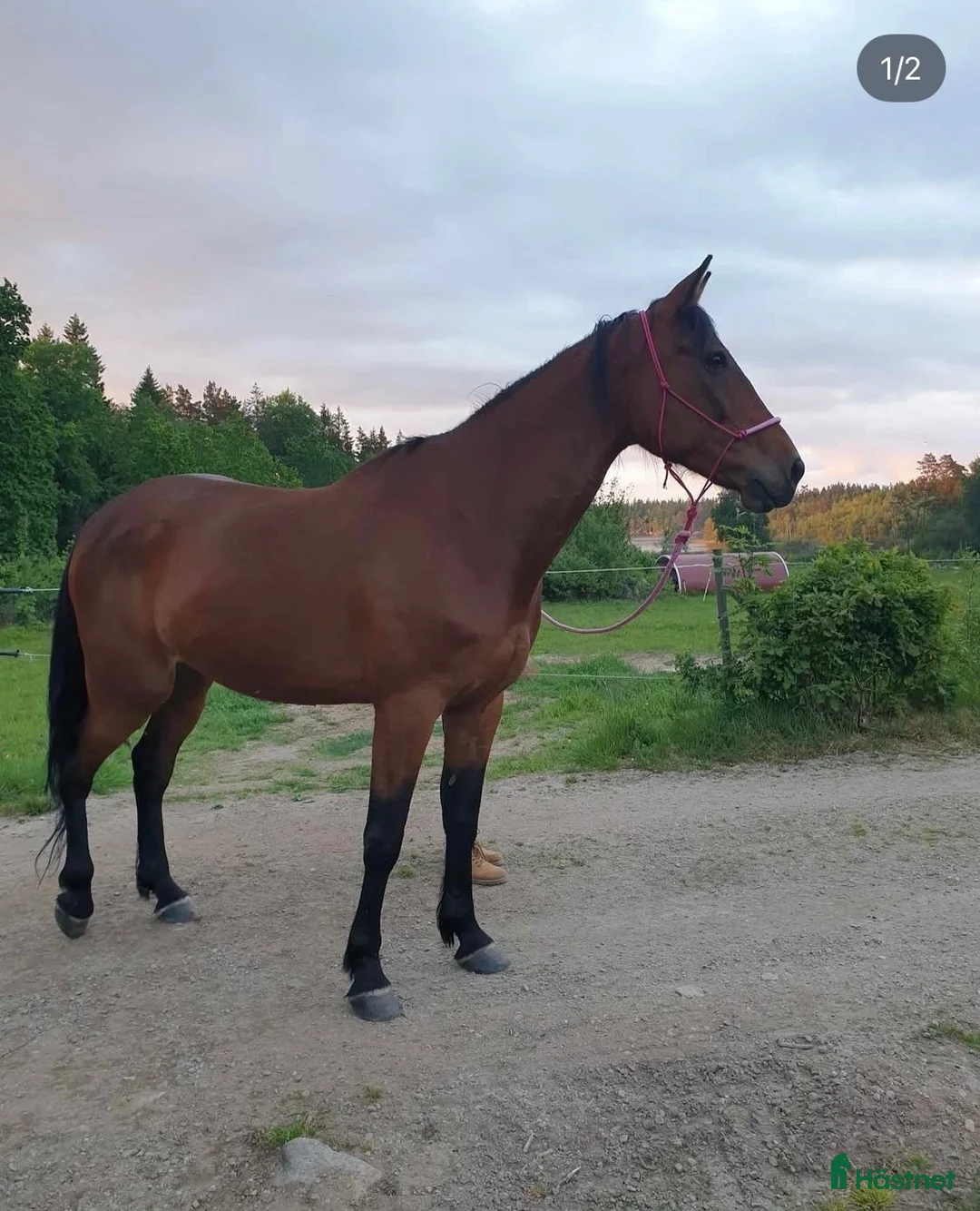 Övrigt hästar till salu: Beauty and Amazing  i Eringsboda - Annons 1