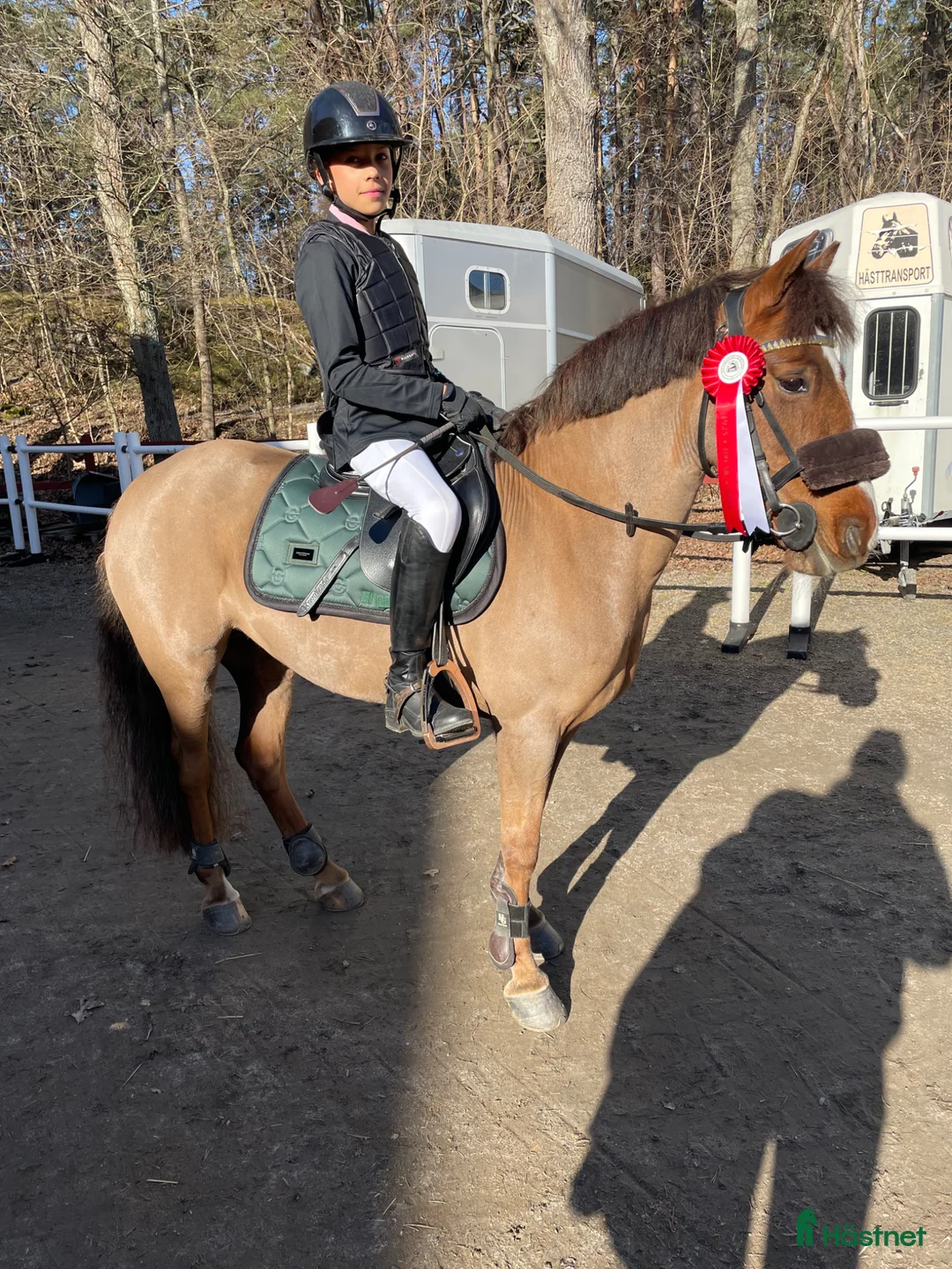 Allround hästar till salu: Läromästare utöver det vanliga ⭐️  - Annons 1