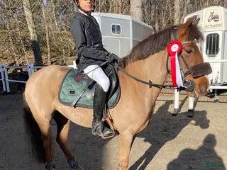 hästar Läromästare utöver det vanliga ⭐️ - Annons 6