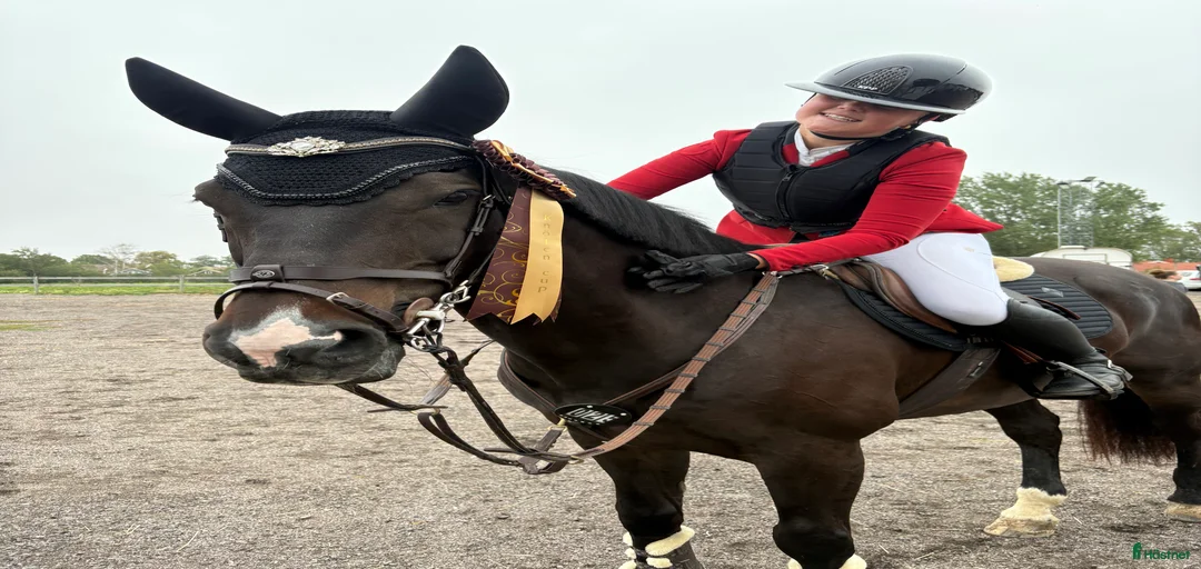 Galleribild {{count}}