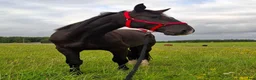 Allround hästar till salu: For sale Latvian Warmblood gelding  i Märsta - Annons 3