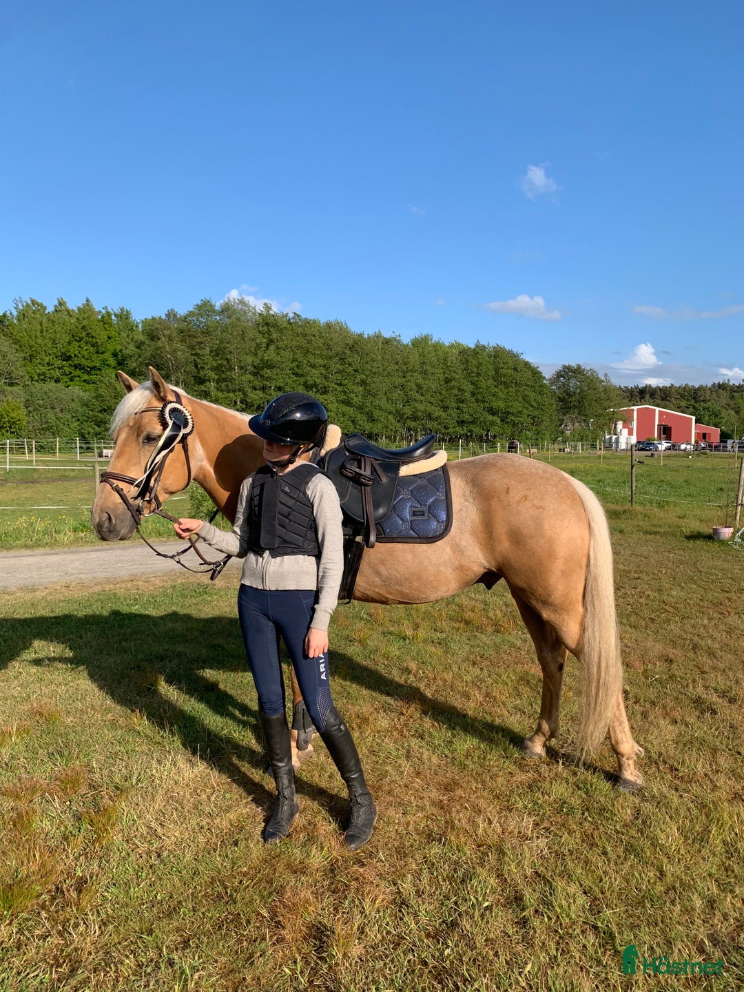 Allround hästar till salu: Gyllene Morganvalack i Vallda - Annons 6