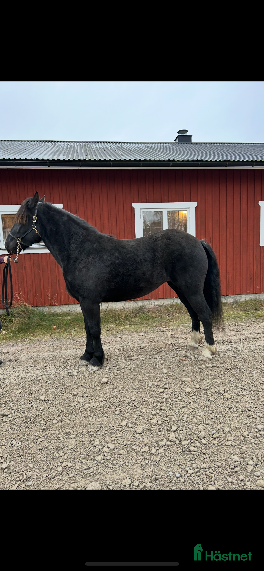 Allround hästar till salu: 4 åringt kallblod till salu i Borlänge - Annons 1