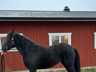 hästar 4 åringt kallblod till salu i Borlänge - Annons 3