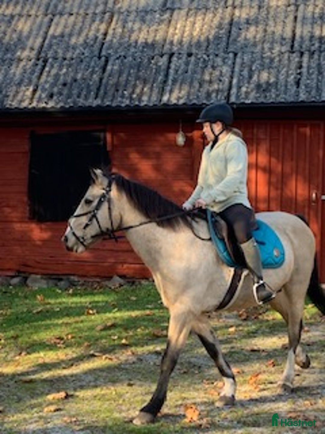 Övrigt hästar till salu: Tequilla och Bosse i Fridlevstad - Annons 3