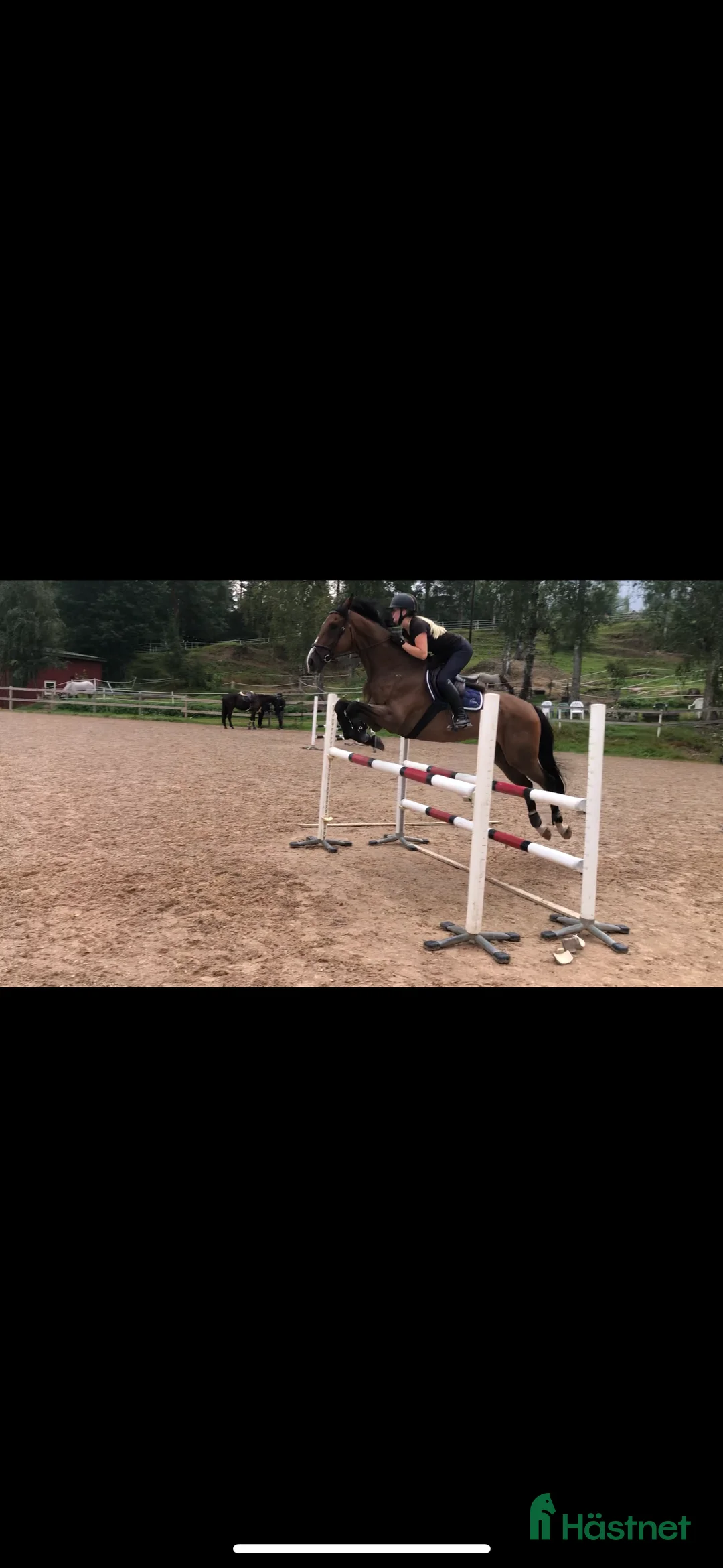 Hoppning hästar till salu: Erfaren fälttävlanshäst söker nytt hem i Sunne - Annons 3