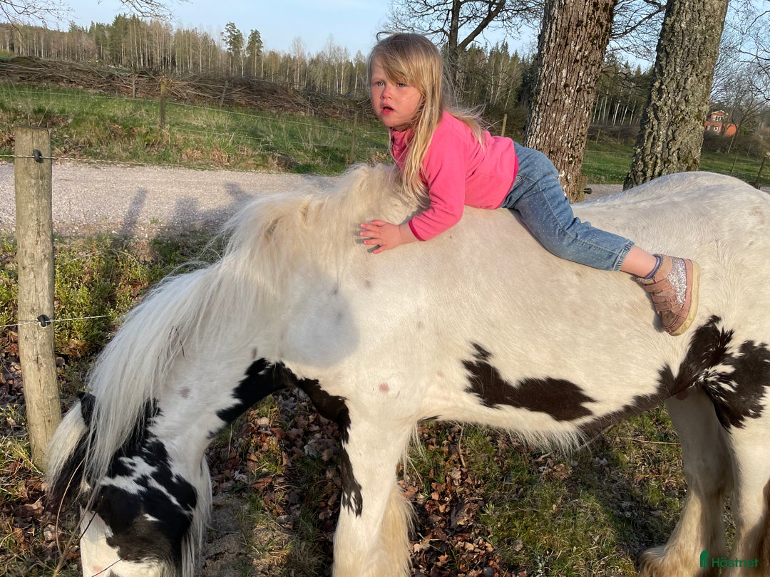 Allround hästar till salu: Fodervärd sökes  i Myresjö - Annons 7