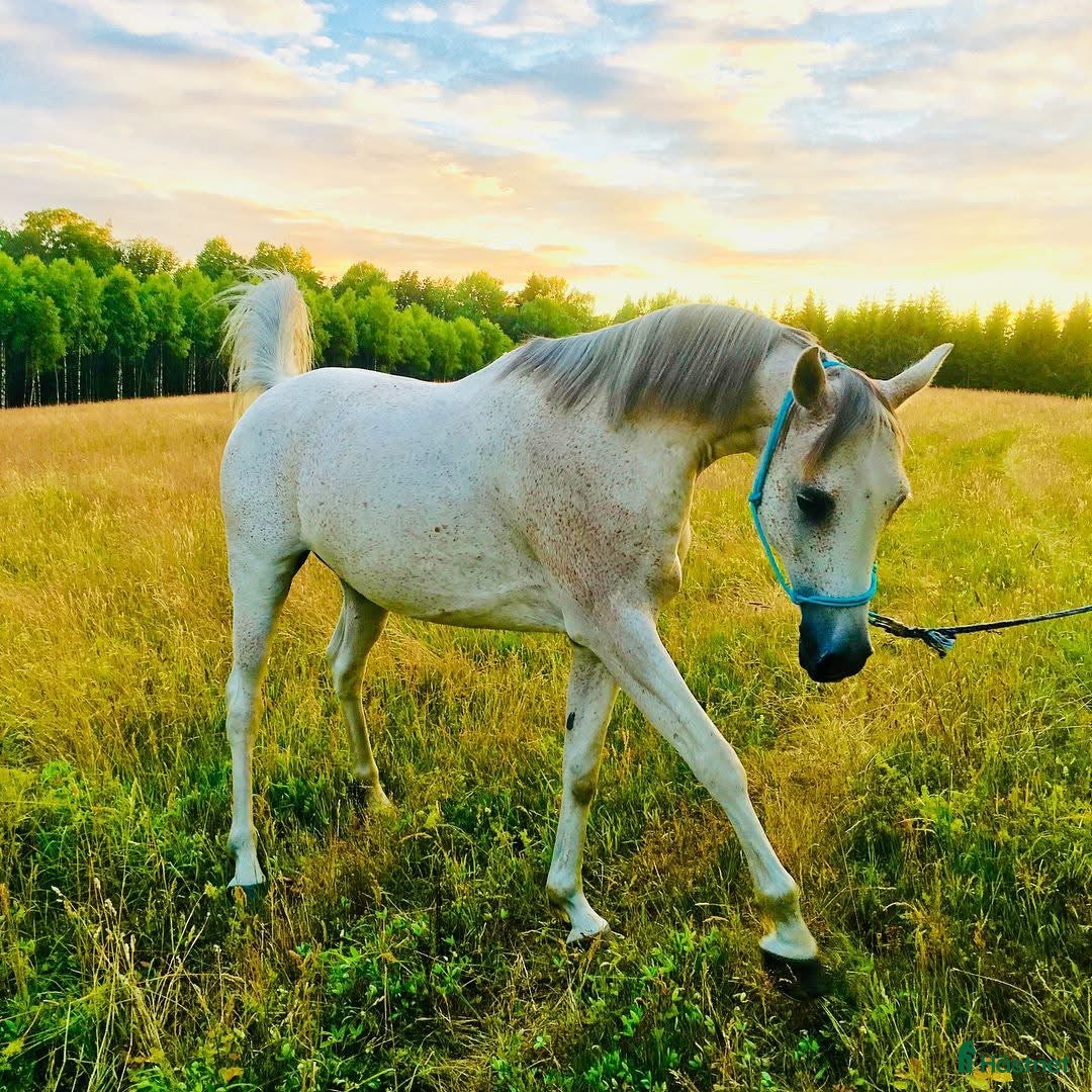  hästar Hästen med ett hjärta av guld - Annons 19