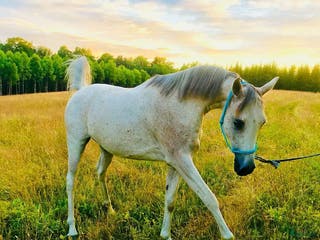 hästar Hästen med ett hjärta av guld - Annons 6