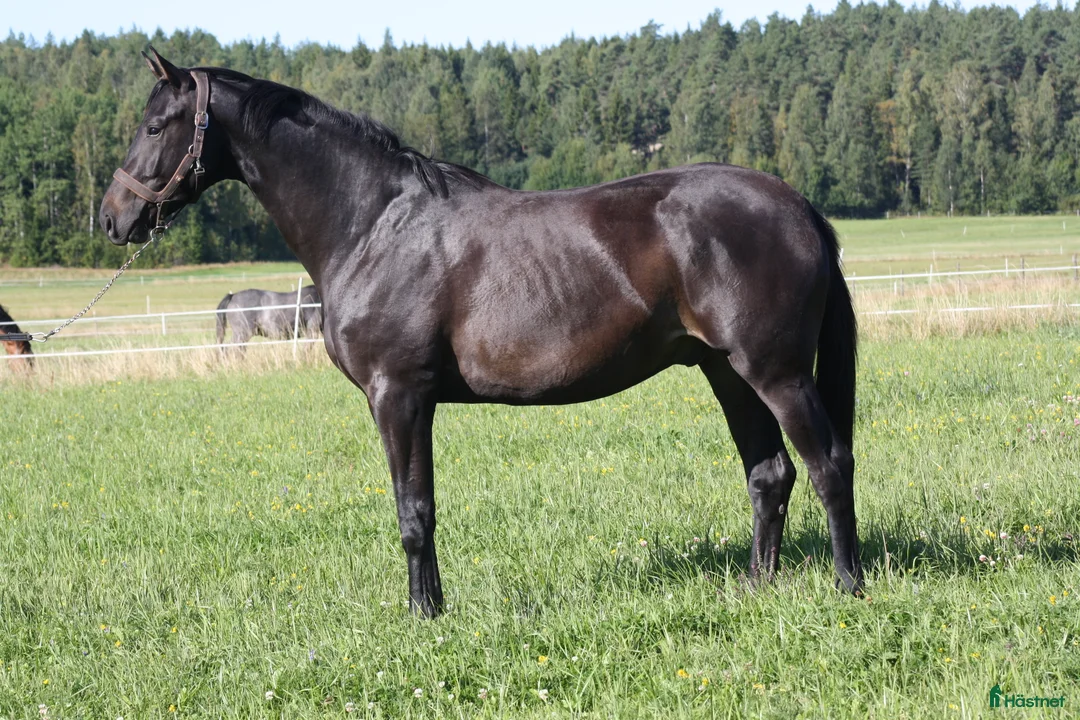 Dressyr hästar till salu: Talang redo att sätta igång efter BH Hotline! - Annons 2