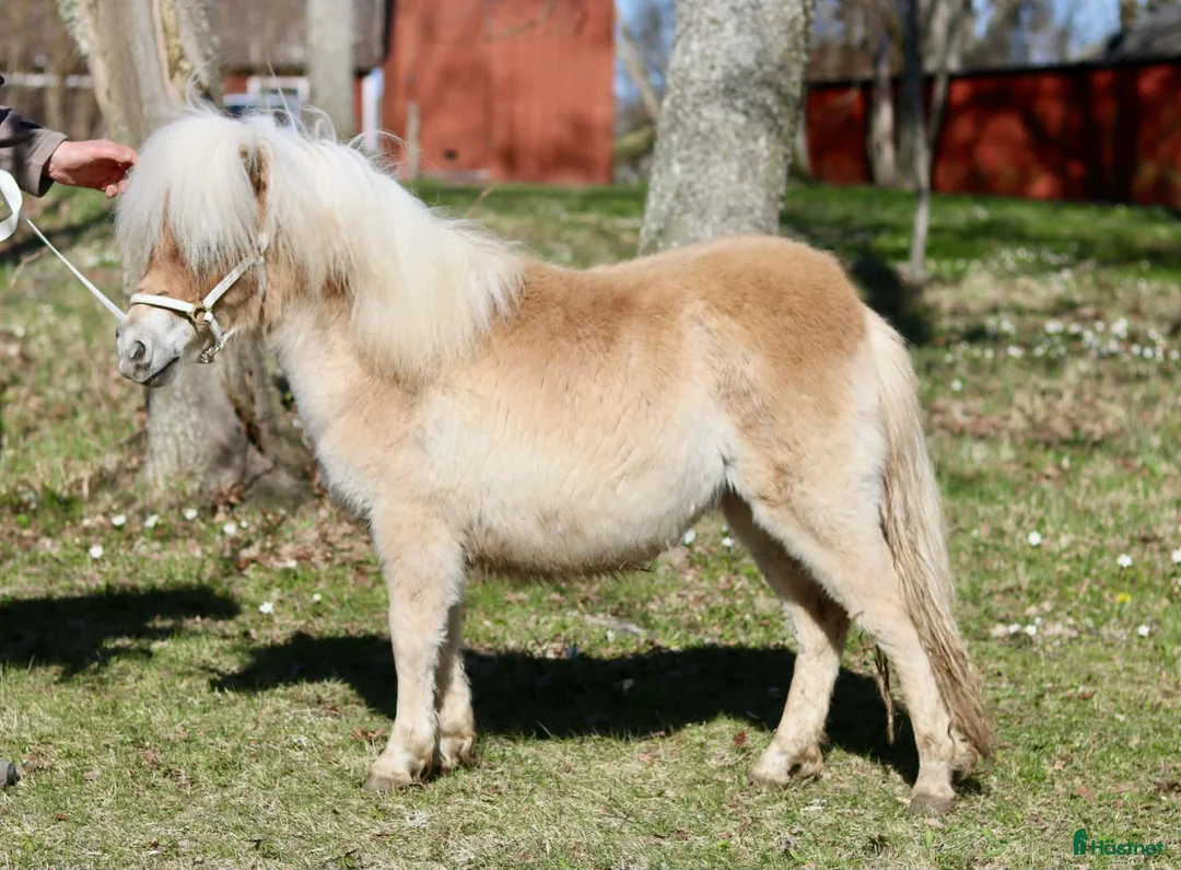Allround hästar till salu: Jättegulligt litet sto - Annons 2