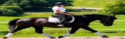 Allround hästar till salu: Silesian Black Princess  - Annons 4