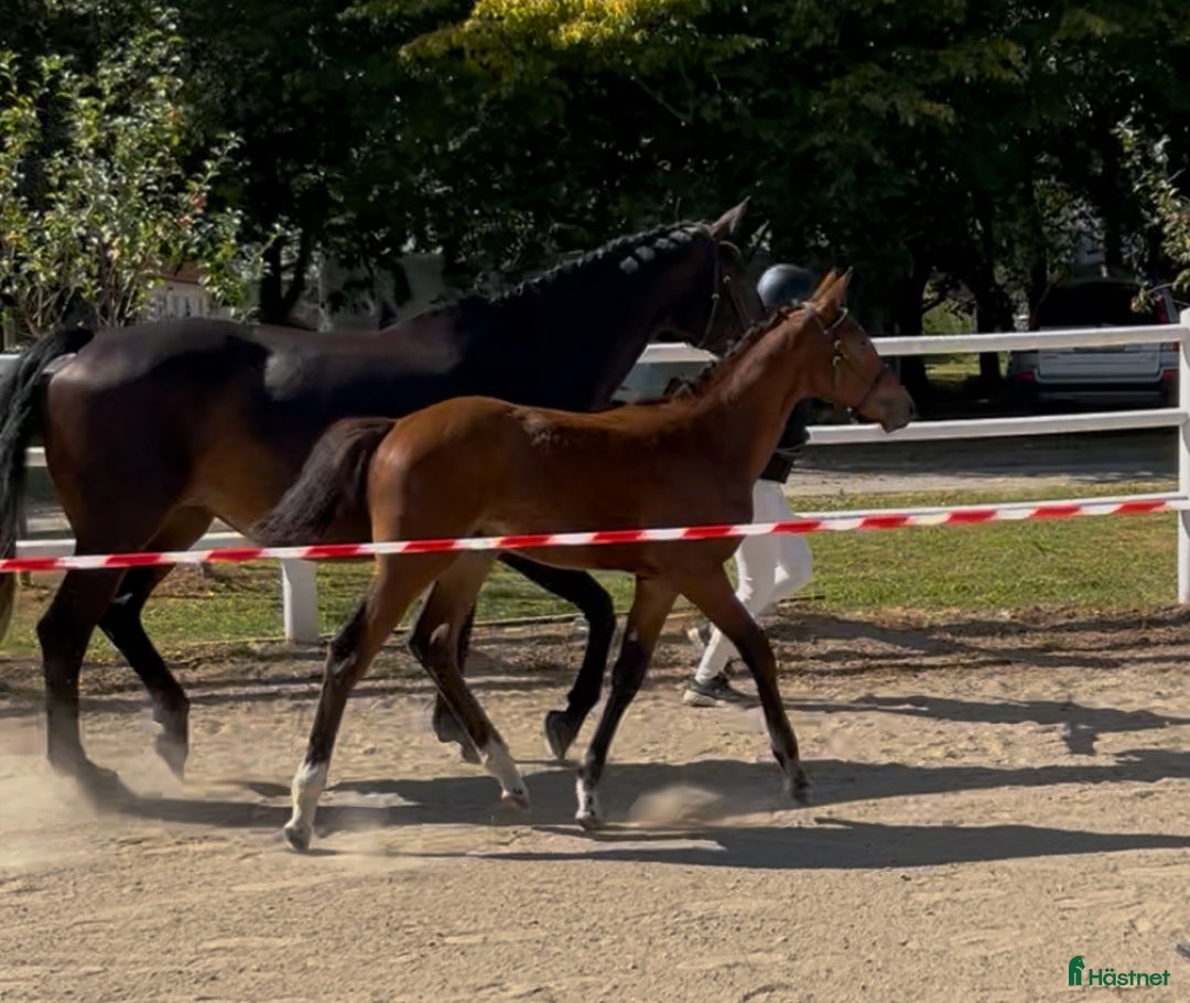 Avelshästar hästar till salu: Avelssto (e. Nintender ue Feliciano) i Degeberga - Annons 2