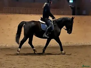 foderhäst Foderhäst sökes - Annons 4