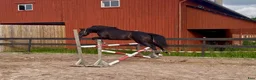 Hoppning hästar till salu: ✨sto med potential✨(Inriden) - Annons 2