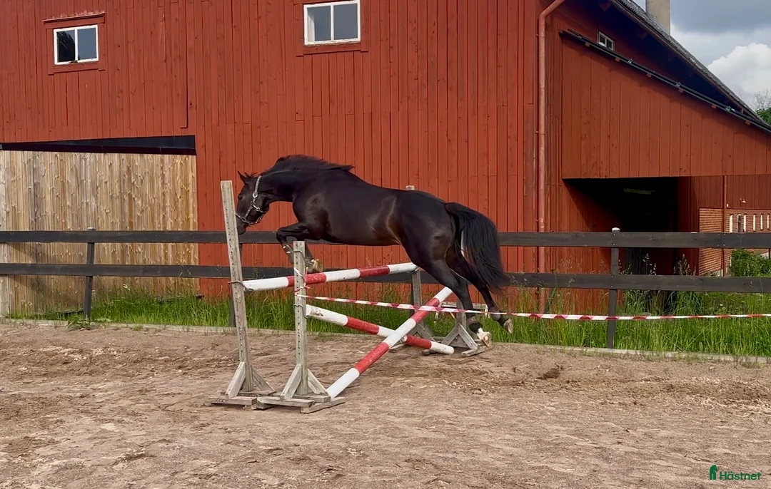 Hoppning hästar till salu: ✨sto med potential✨(Inriden) - Annons 2