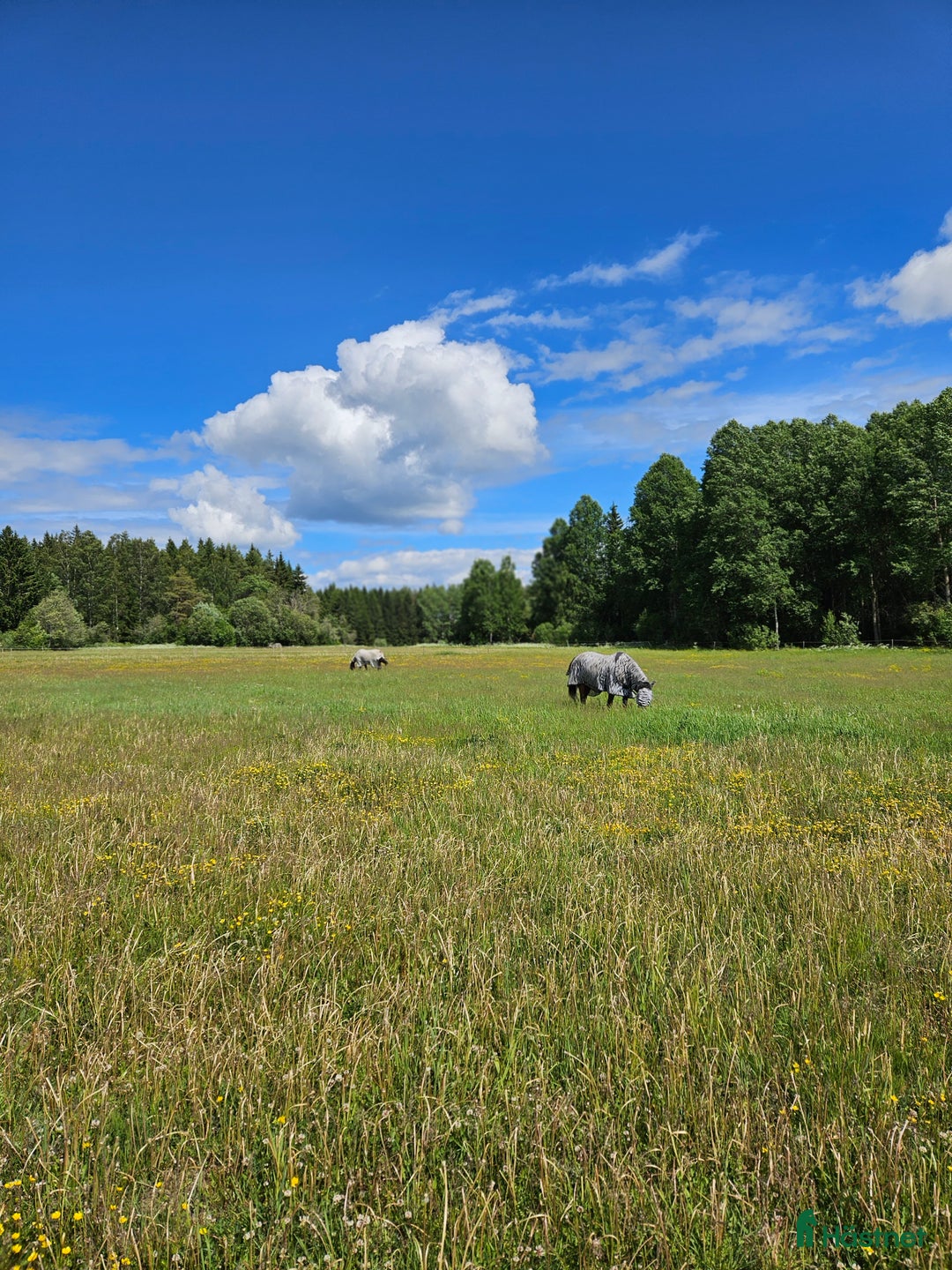  stallplats finnes: Hel/halvinackodering-Ridhus-Tierp i Skärplinge - Annons 8