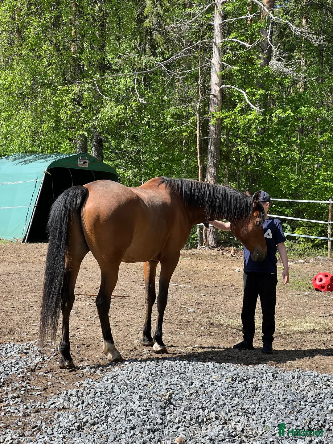 Allround hästar till salu: Snäll 11-årig arabvalack – trevlig hobbyhäst i Boden - Annons 9