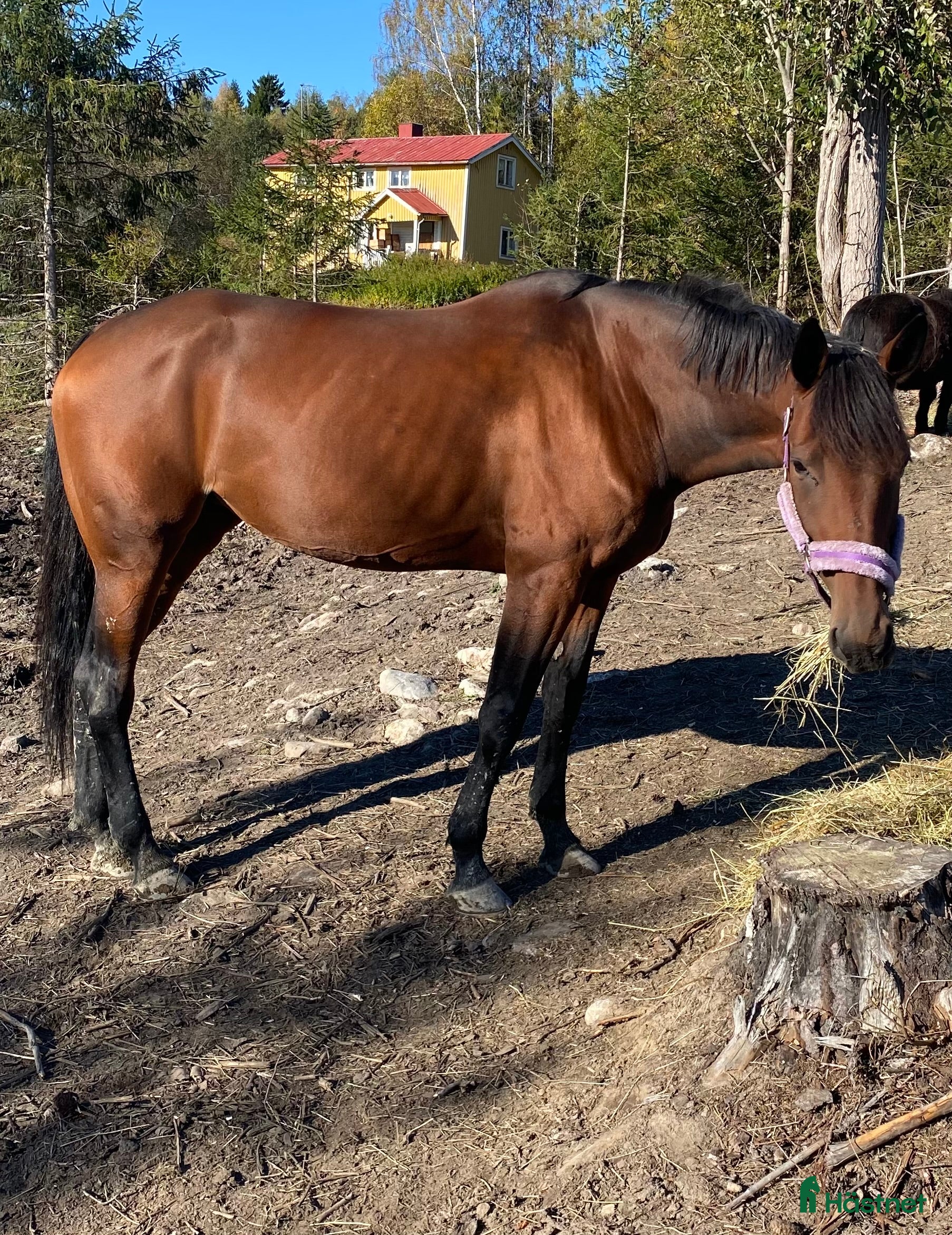  hästar Fint avelssto/allroundhäst med toppstam - Annons 6