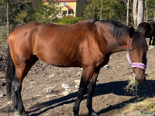 hästar i Noraström - Annons 34