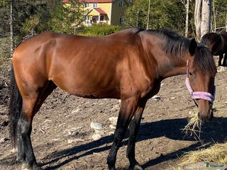 hästar Fint avelssto/allroundhäst med toppstam - Annons 3