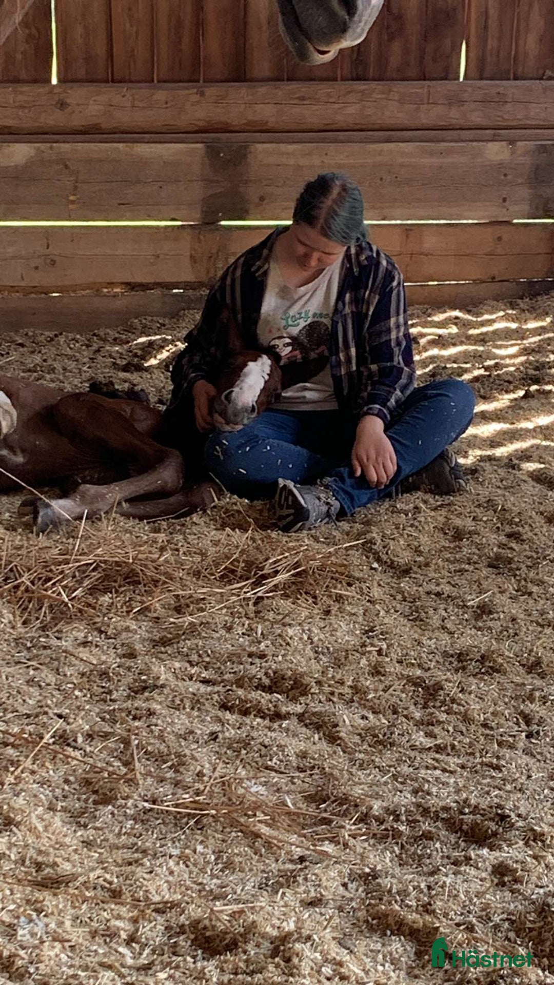 Allround hästar sökes: Foderhäst sökes i Vikbolandet - Annons 4