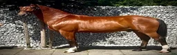 Allround hästar till salu: Quality Bay Recreational Gelding – Rubik - Annons 3