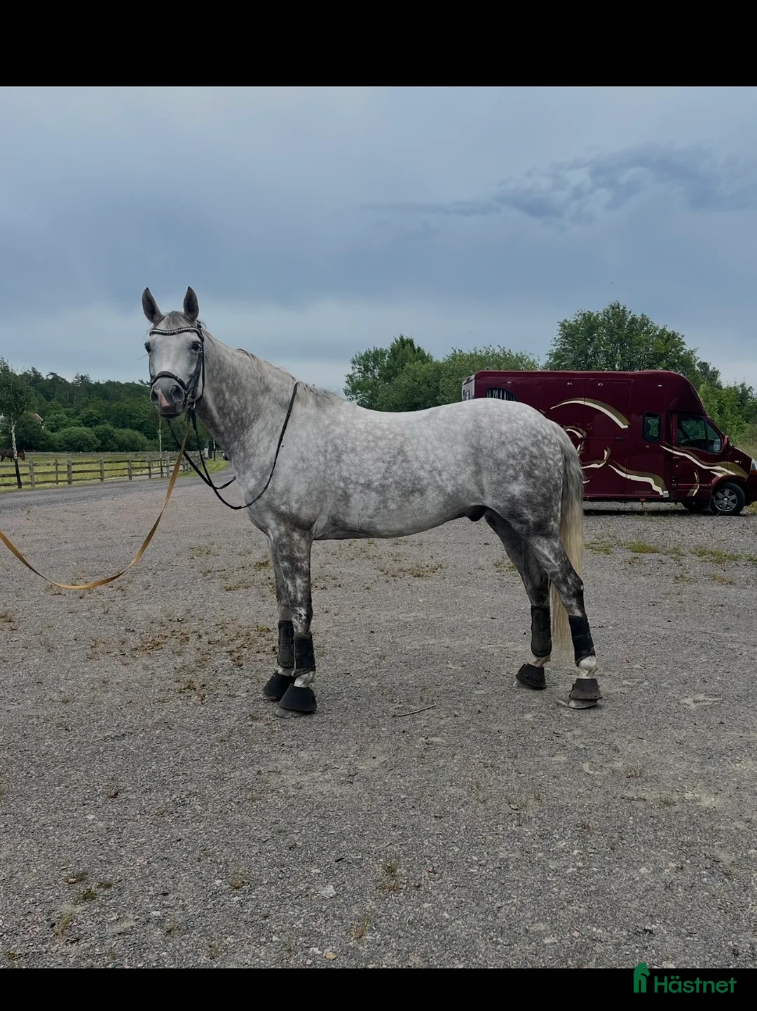  medryttarhäst finnes: Medryttare sökes till 10årig valack  i Lindome - Annons 1