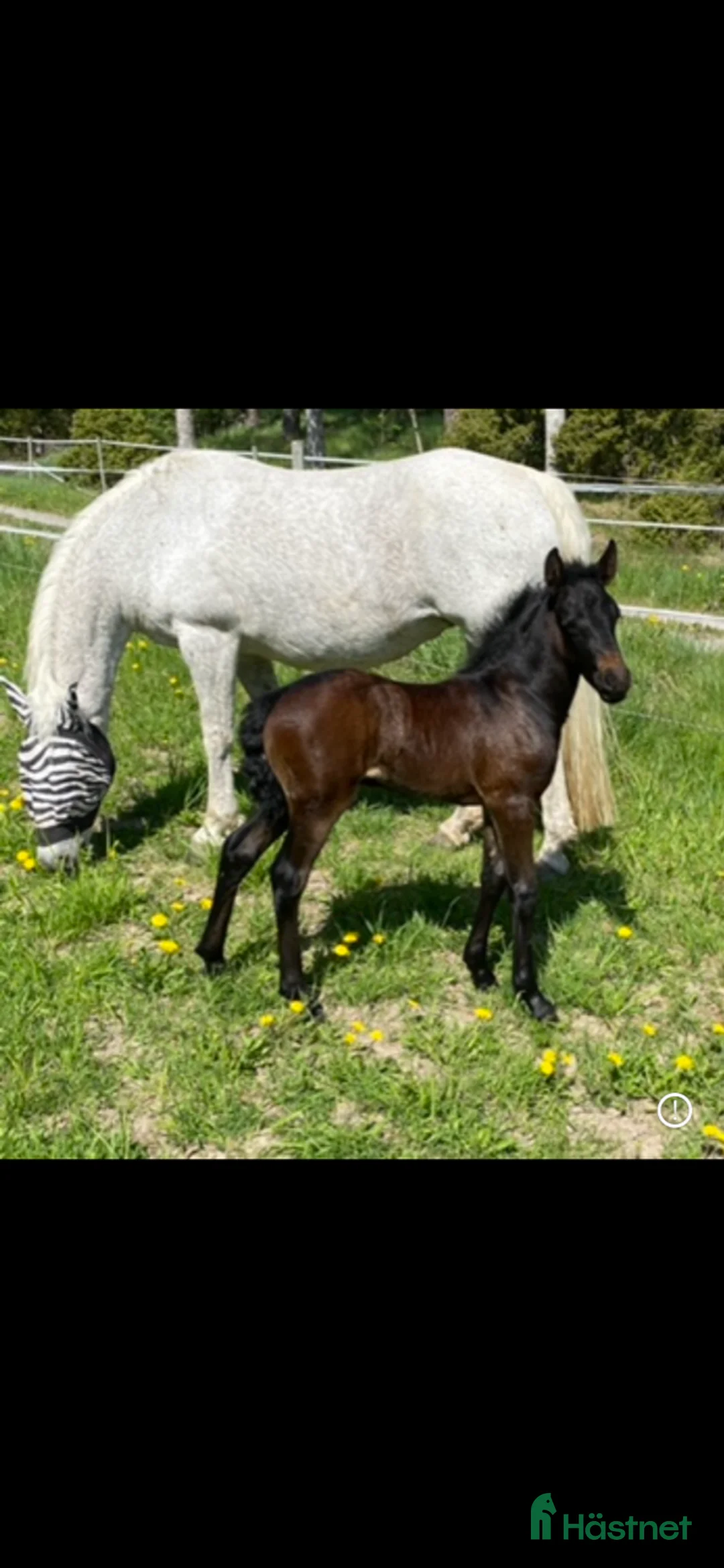 Working Equitation hästar till salu: Storhäst & 3 D ponny från Ridskola, Voltige, Para - Annons 9