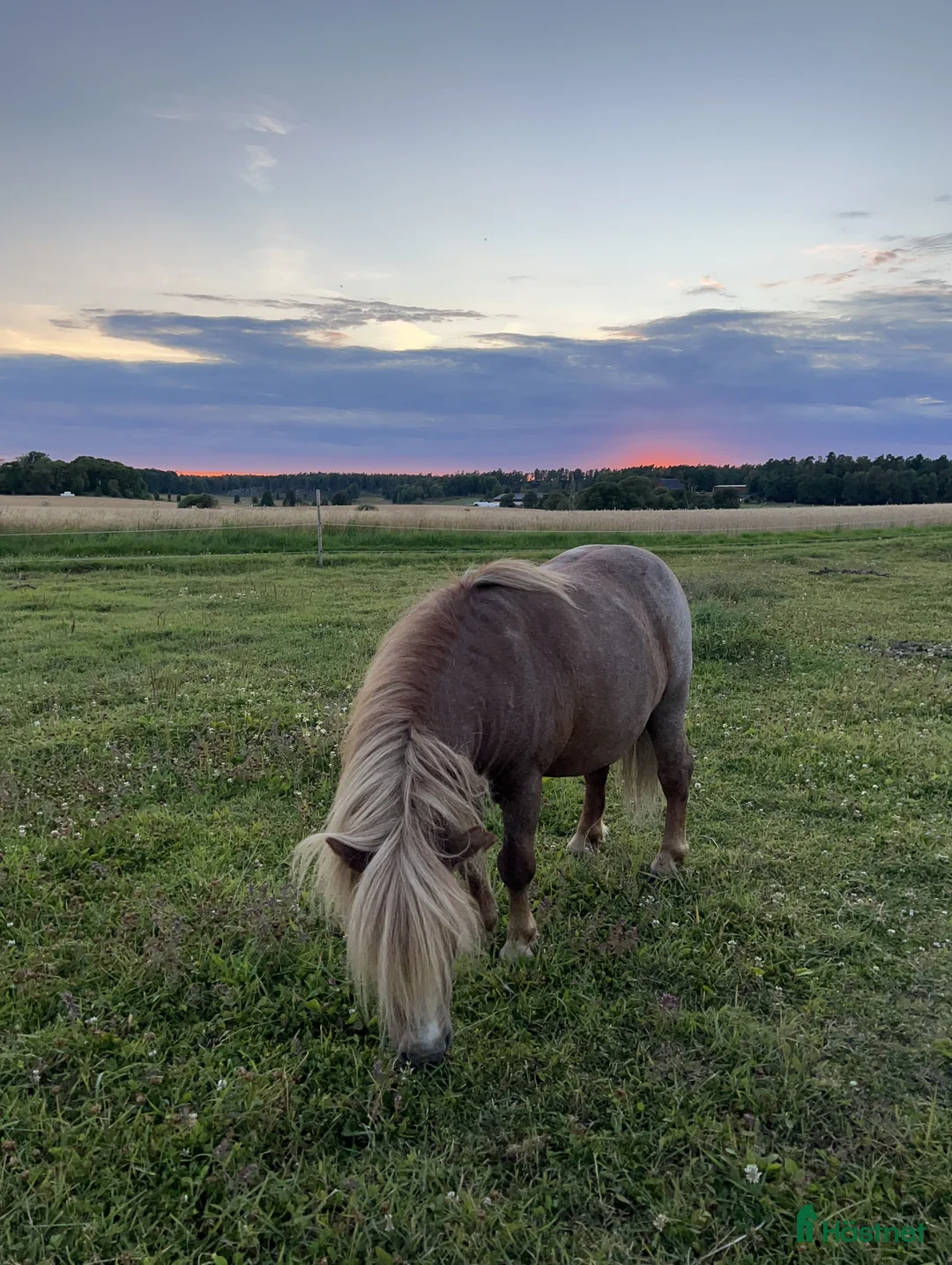Allround hästar till salu: Mini Shetland för ridning och sällskap  - Annons 5