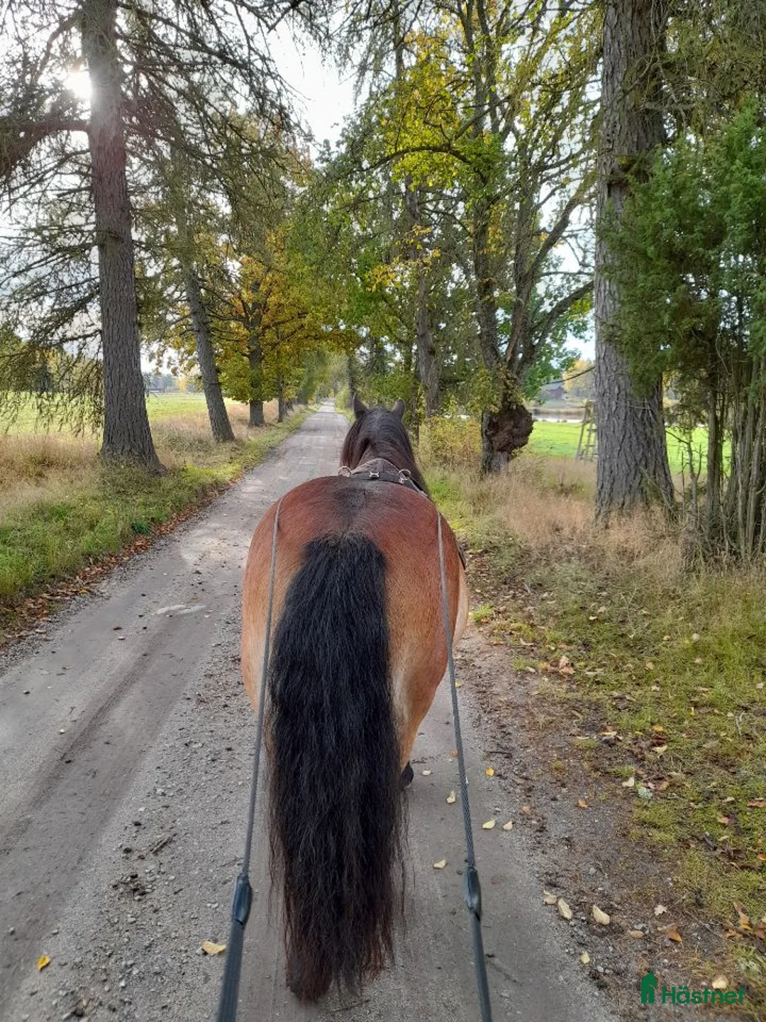  medryttarhäst sökes: Körponny sökes i Katrineholm - Annons 1