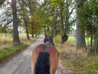 medryttarhäst sökes: Körponny sökes - Annons 2