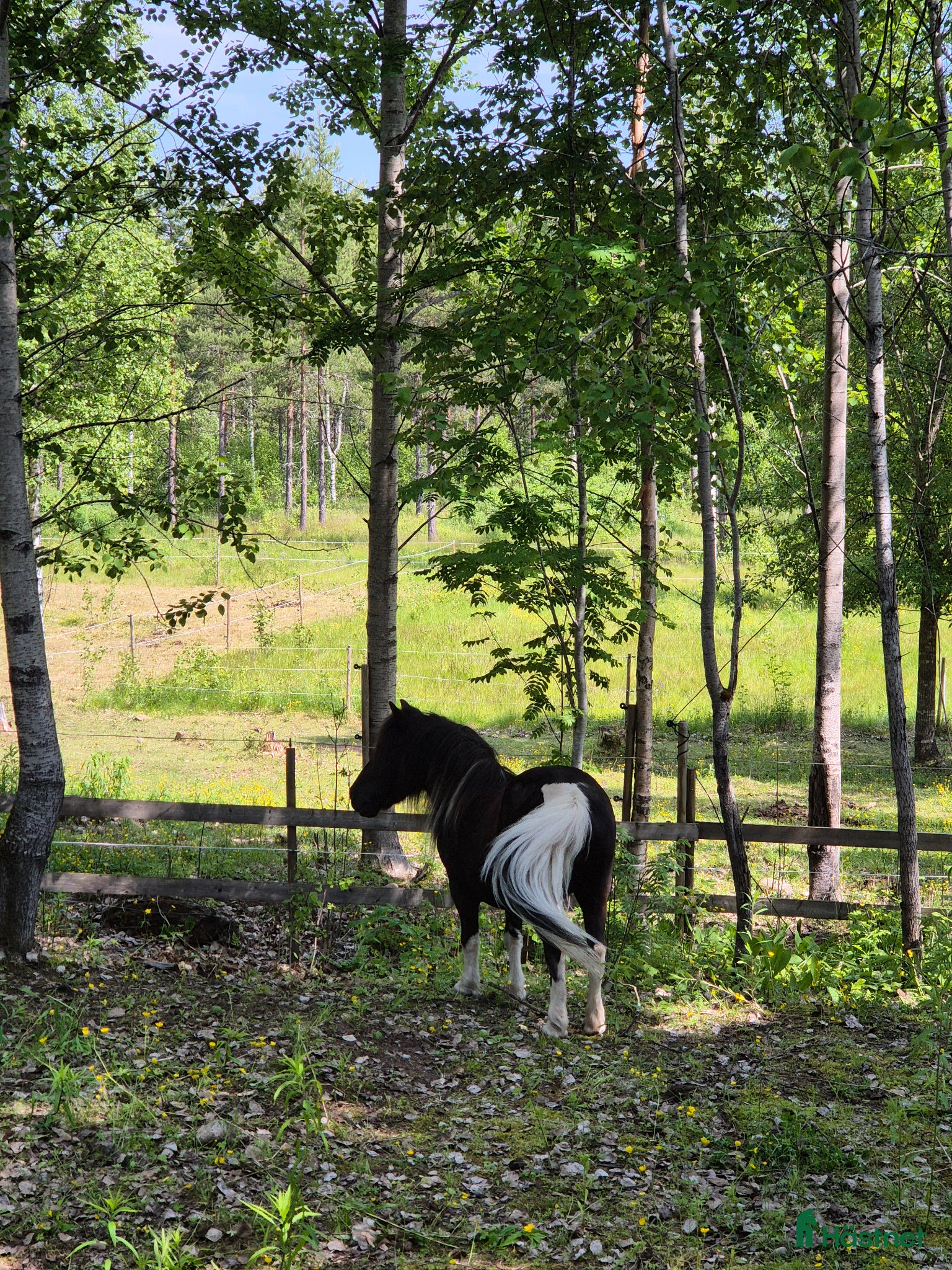  hästar Lugn och snäll shetlandsponny sto  🐴❤️ - Annons 2