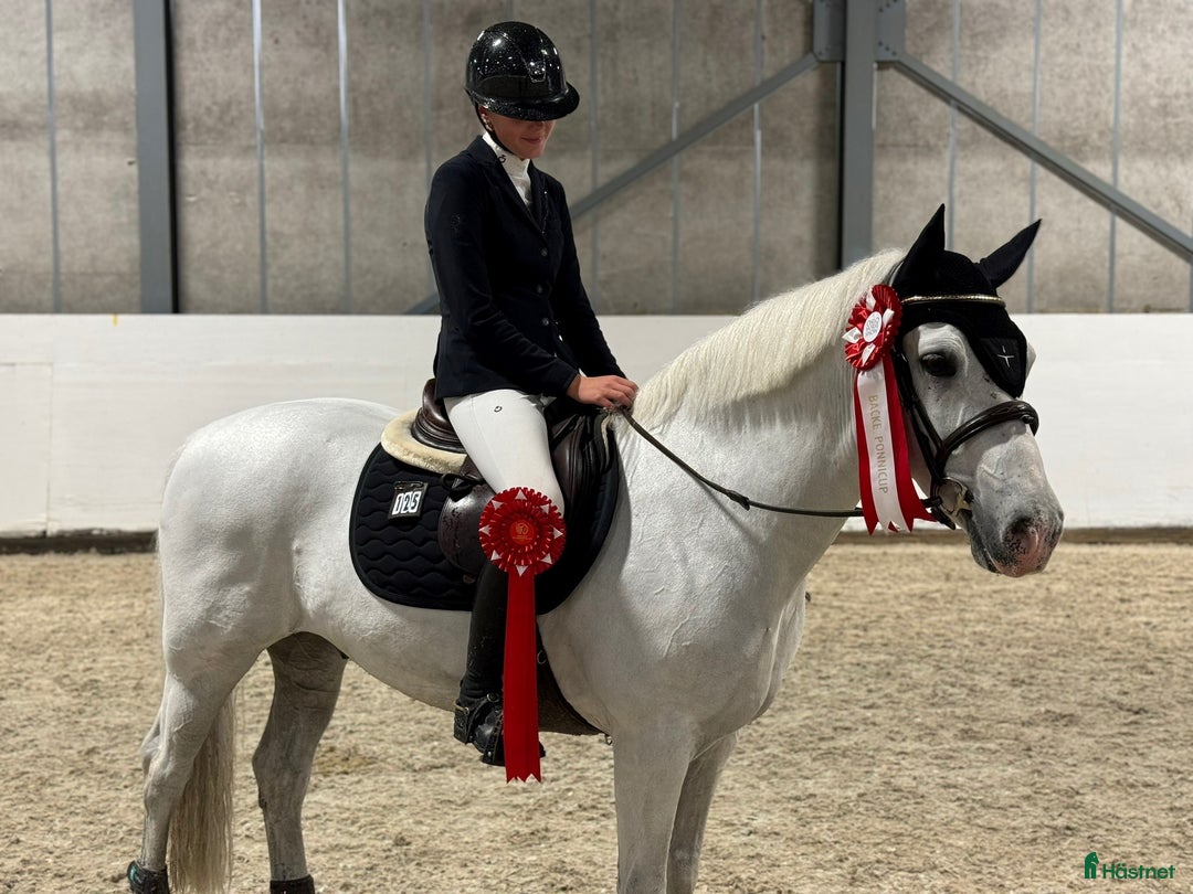 Hoppning hästar till salu: Topp kat.1 ponni til salgs i Bryne - Annons 9