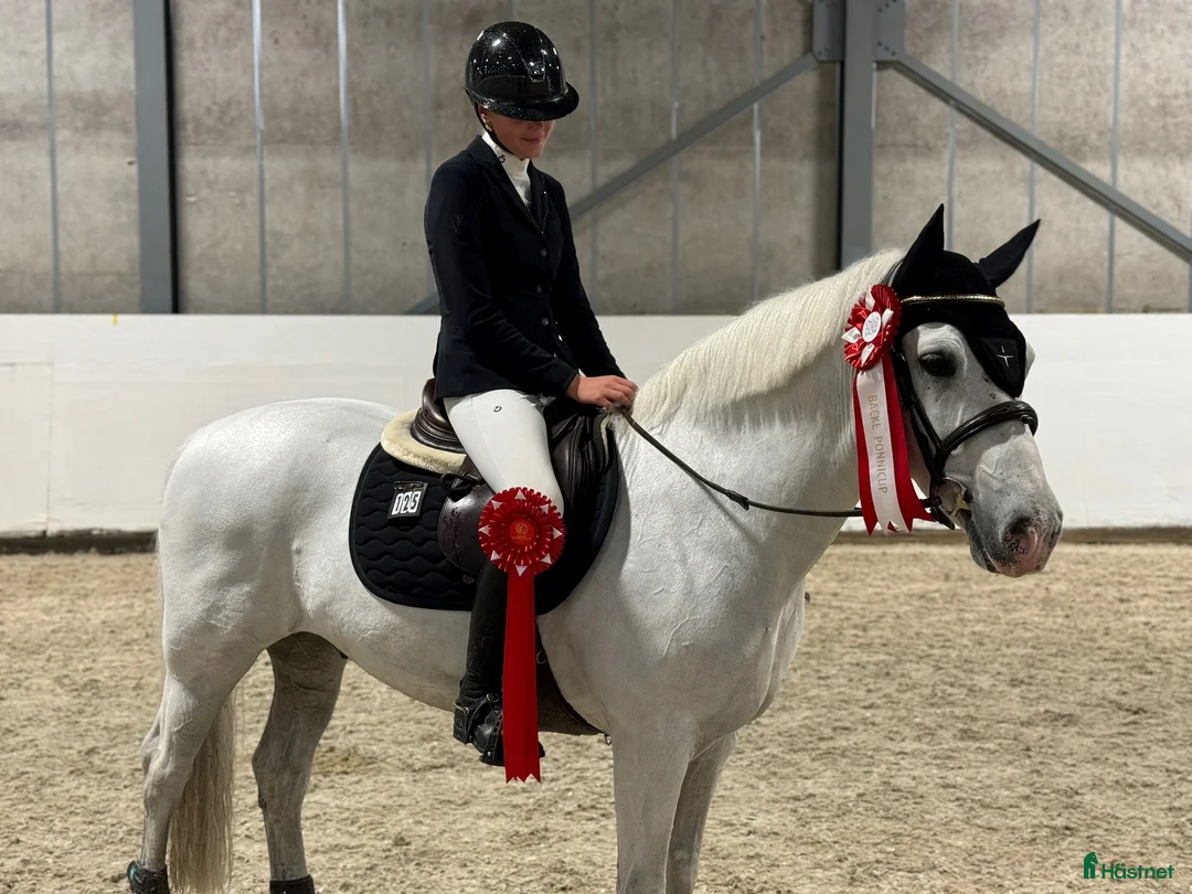 Hoppning hästar till salu: Topp kat.1 ponni til salgs i Bryne - Annons 9