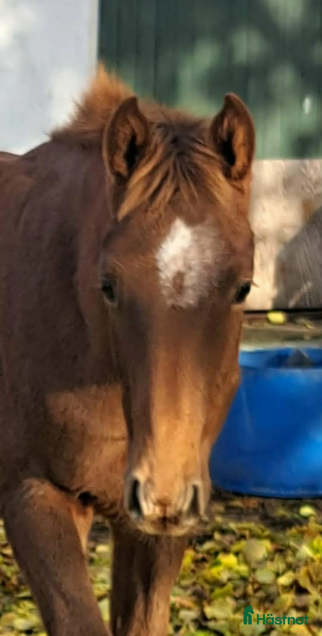 Hoppning hästar till salu: Toppstammat föl efter Cavallier Russe. i Sjöbo - Annons 1