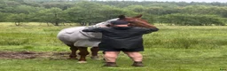 Allround hästar sökes: Foderhäst - sökes - Annons 1