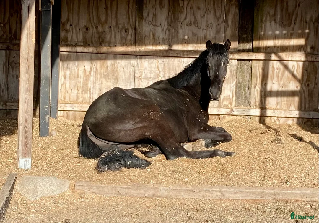  stallplats finnes: Lösdrift eller uppstallning  i Färentuna - Annons 2