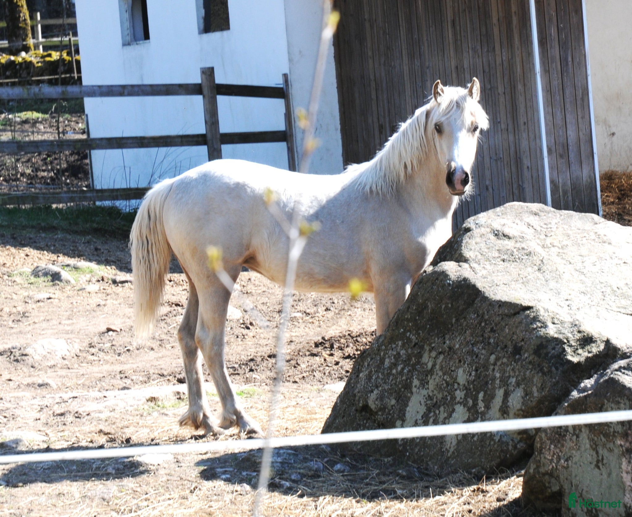Allround hästar till salu: Welsh Cob sto - Annons 1