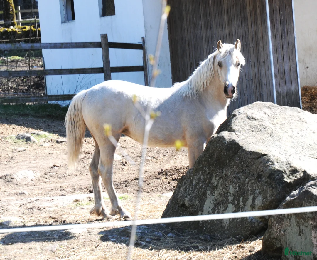 Allround hästar till salu: Welsh Cob sto - Annons 1