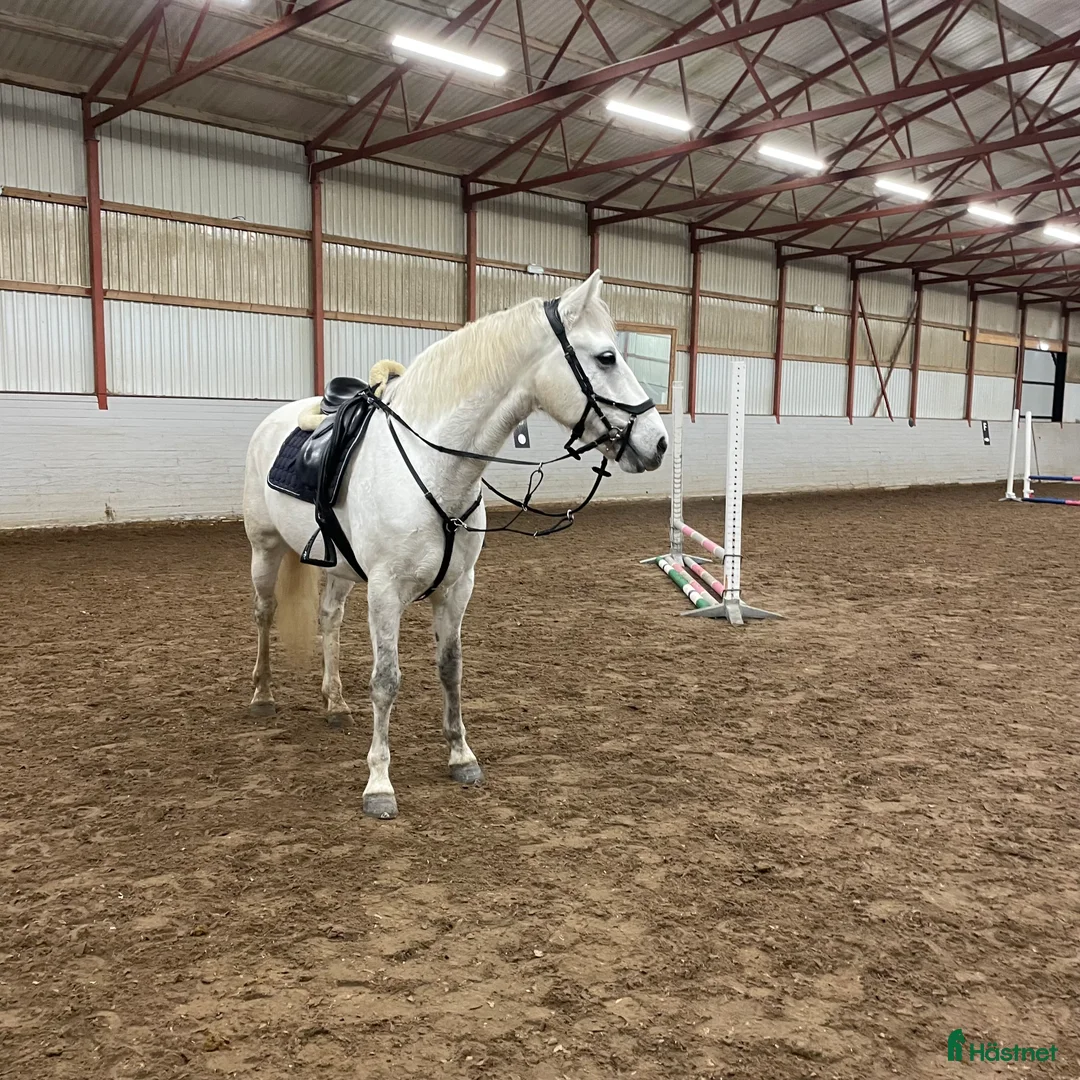 Allround hästar till salu: Utvecklingsbar ponny säljes - Annons 2