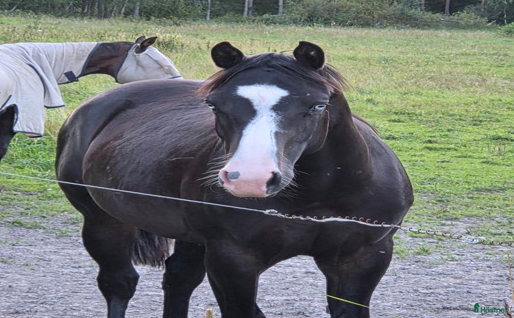  hästar i Grums - Annons 12