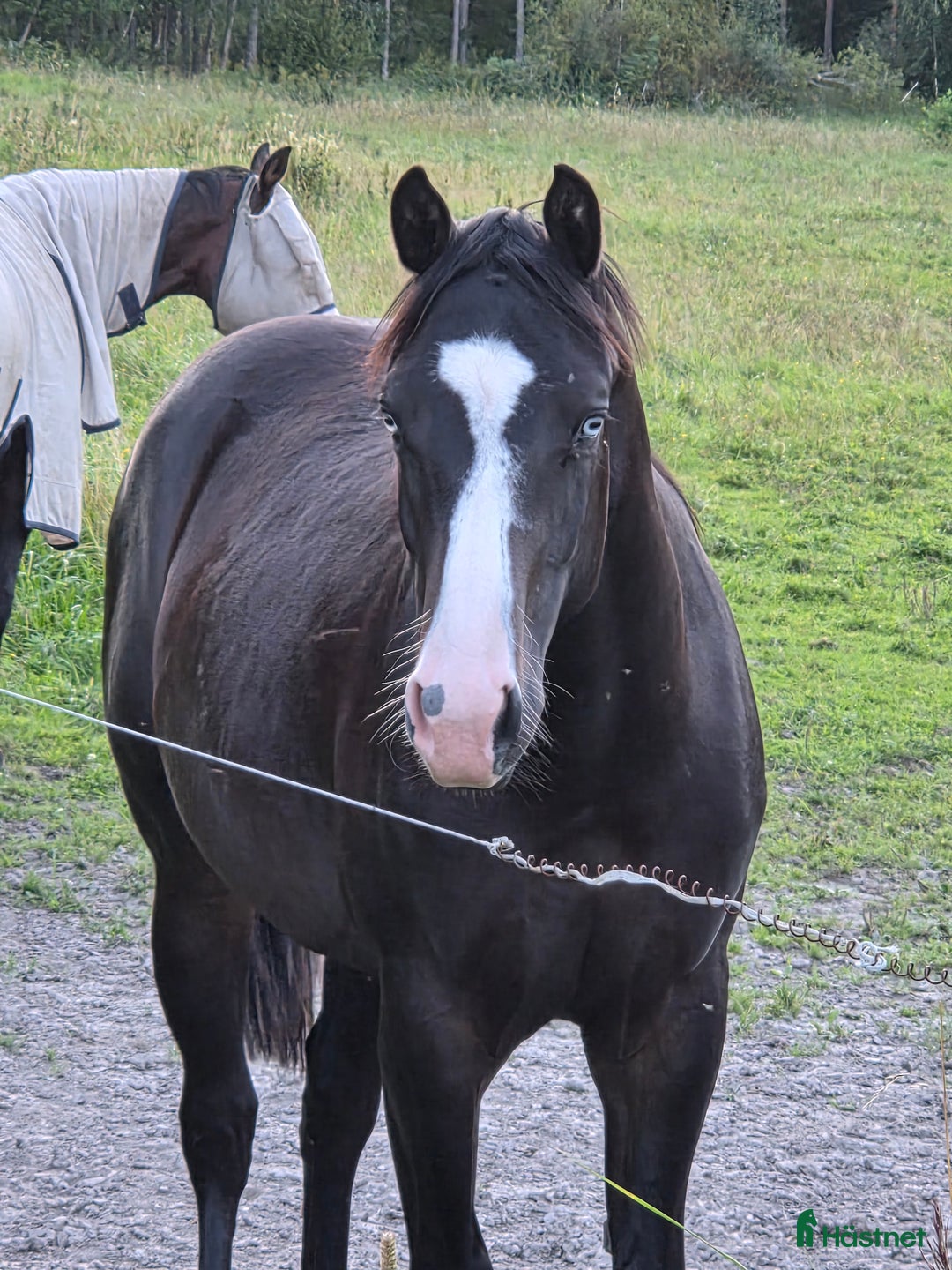 Western hästar till salu: Solid paint i Grums - Annons 1