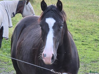 hästar Solid paint i Grums - Annons 10