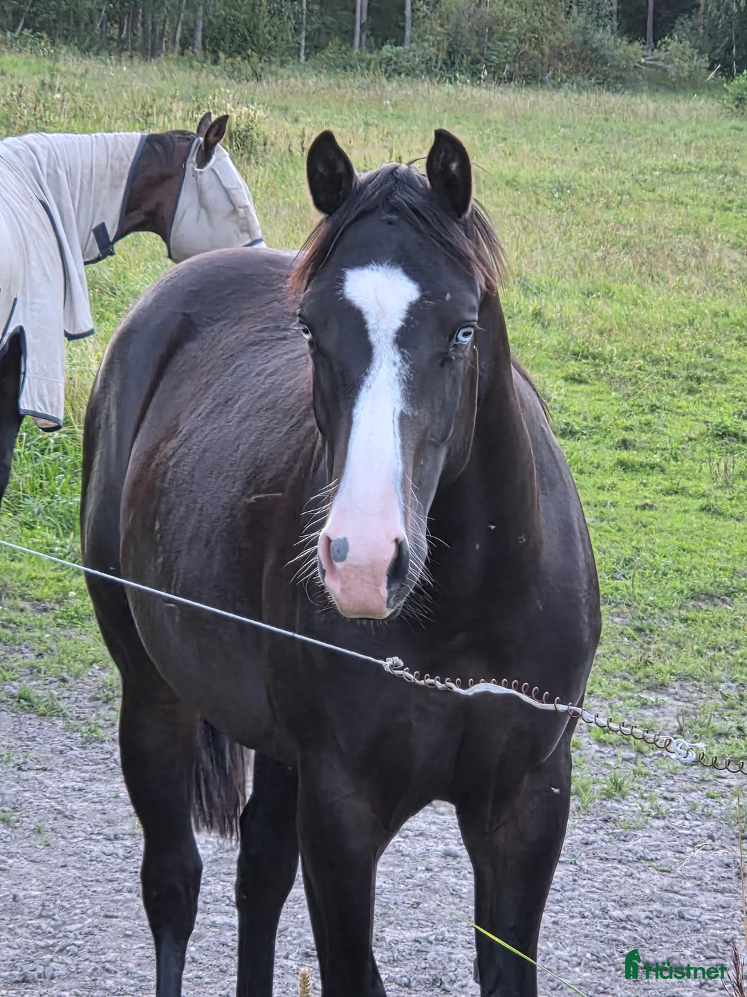 Western hästar till salu: Solid paint i Grums - Annons 1
