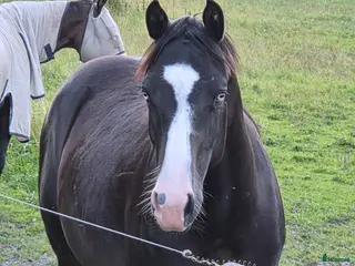 hästar Solid paint i Grums - Annons 12