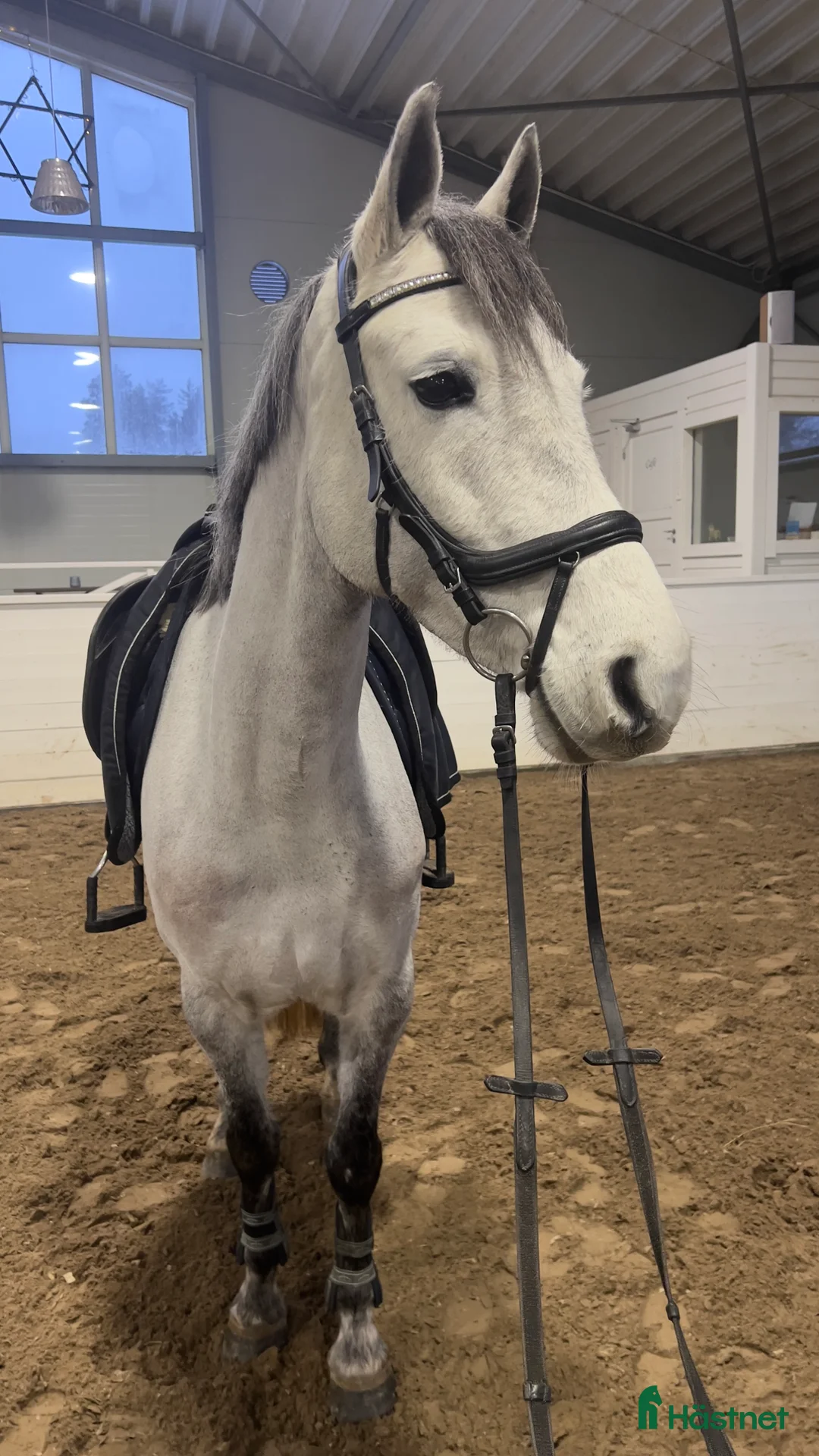 Allround hästar till salu: Sportig ponny - Annons 1