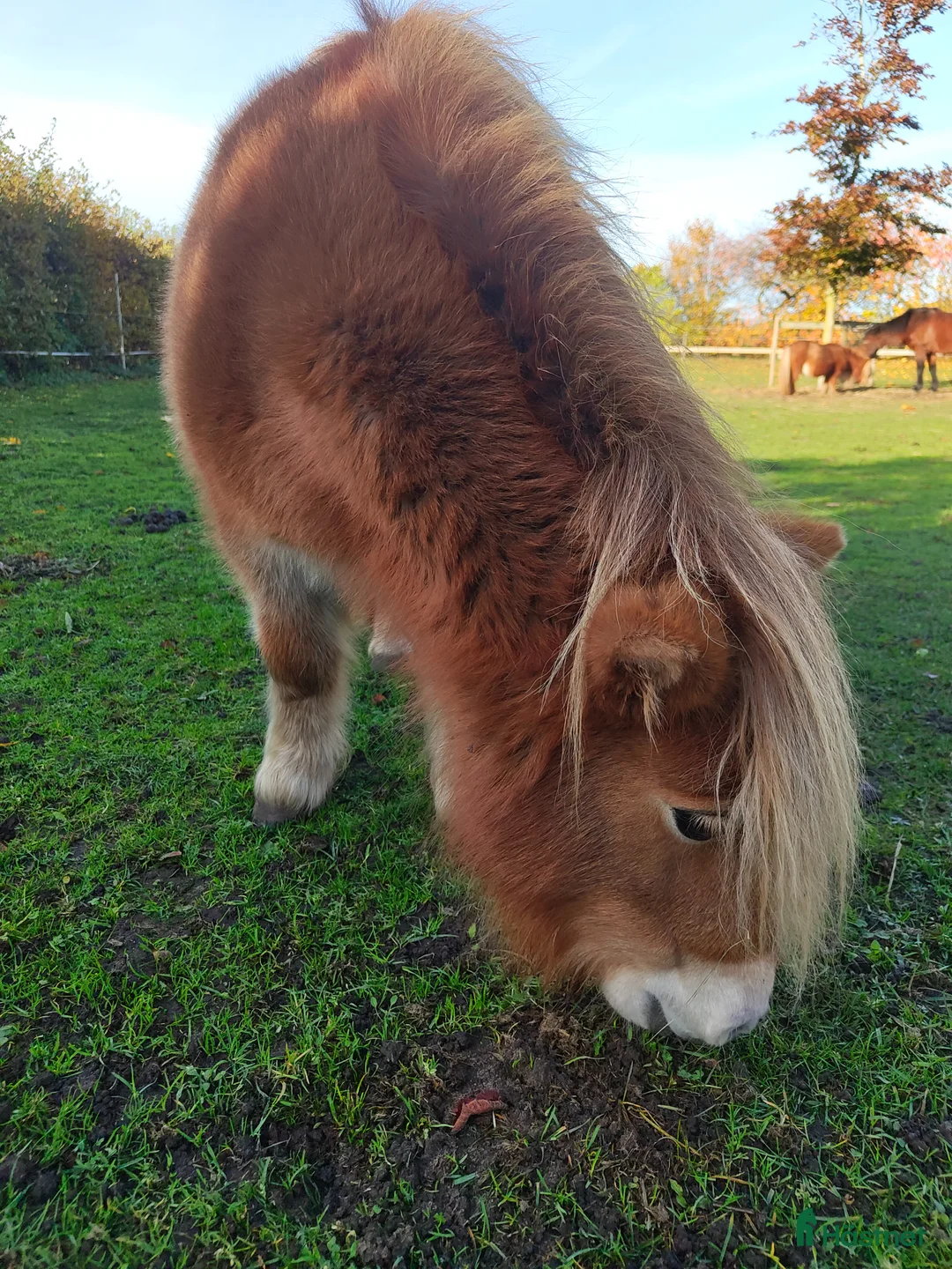 Sällskap hästar till salu: Minishetlandssto  - Annons 2