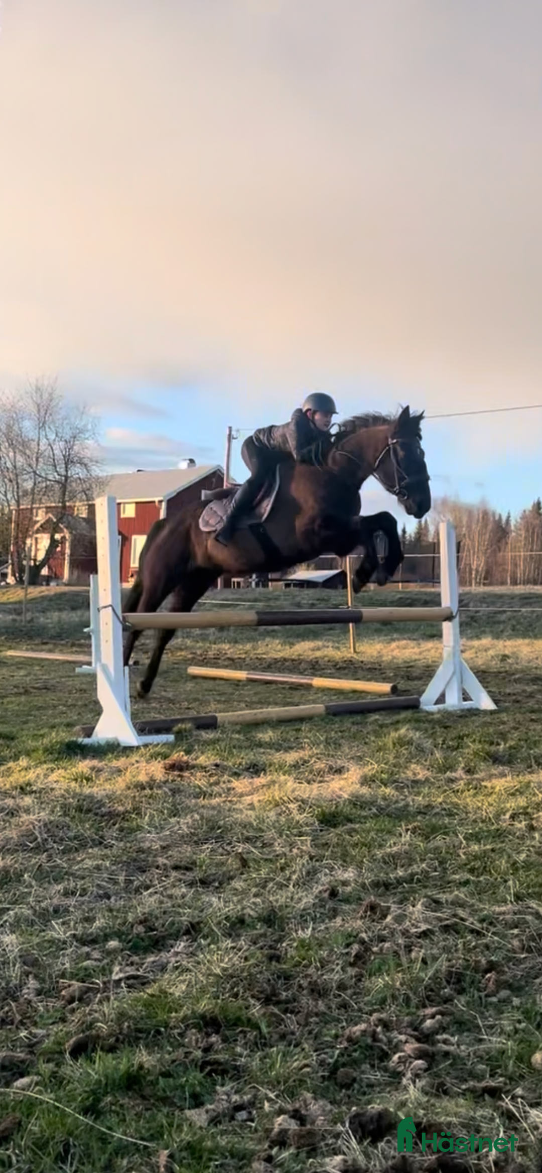 Allround hästar sökes: SÖKER!! - Annons 1